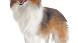 shetland-dog-P3DC5W5
