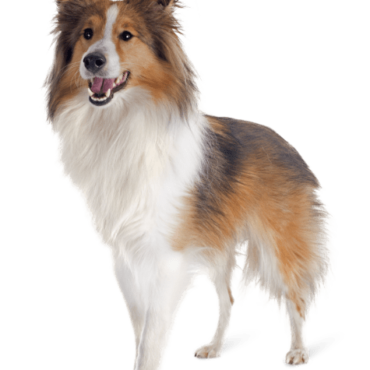 shetland-dog-P3DC5W5